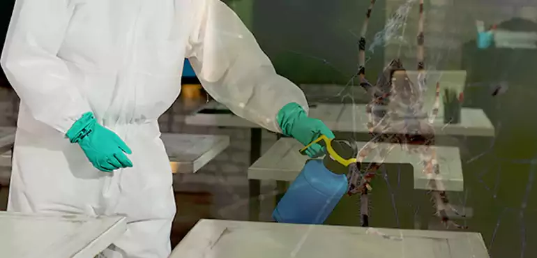 Why Buyers Still Want Homes With Pest Infestations in Santa Rosa, CA?